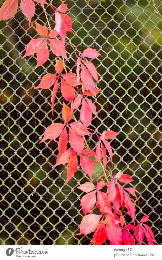 Magnificent red coloured leaves of the wild vine climb diagonally up a fence field Virginia Creeper maiden vine Plant Autumn Leaf Red Exterior shot Day Autumnal