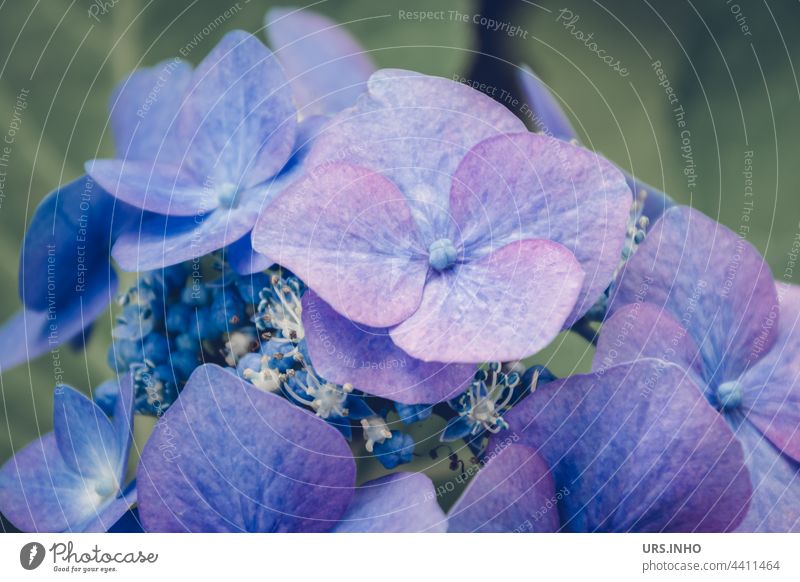 the beautiful blossom of a hydrangea shines in a delicate shimmering blue because it has been dyed with alum Hydrangea Blue purple colored Cast Dyeing