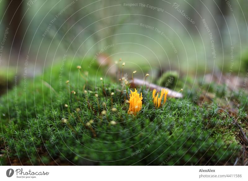 2021 Challenge forest floor | Close-up of moss with yellow fungi (Calocera viscosa) on forest floor Forest Woodground Moss mushrooms Yellow Green Nature macro