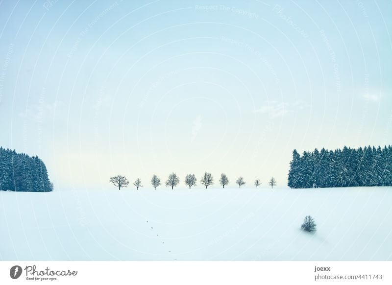 Row of trees in snowy landscape White Landscape Winter's day Winter mood Snowscape Exterior shot Colour photo Frost Weather Day Calm Cold Ice Environment