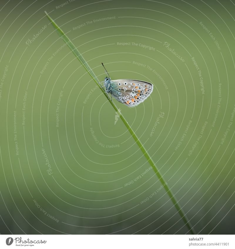 small butterfly sits on a blade of grass blue Butterfly Diagonal obliquely Green Small Nature Macro (Extreme close-up) Plant Meadow Animal portrait 1 Deserted