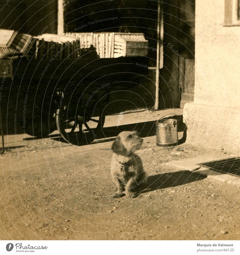 Waldi is waiting at the car... Dog Dachshund Carriage Cart Bucket Basket Crate Black White Historic Basketball basket Street Shadow Sepia Old road shade