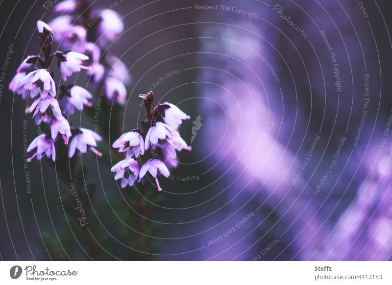 blooming heather | purple light shimmer | enchants the shadow Heathland heather blossom shimmer of light enchanting enchanted Heath silence haiku atmospheric