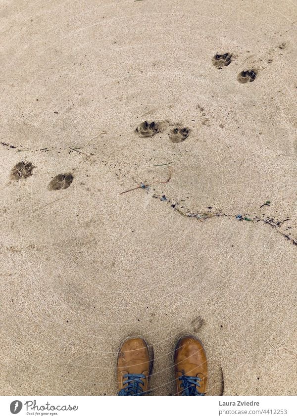 The boots and the dog paw prints Boots boots on the ground Sand Beach Paw paws Dog Pet Day beach walk Ocean Walk the dog Animal To go for a walk Movement