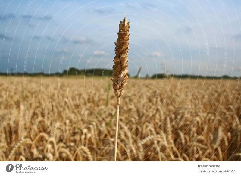 high up Field Ear of corn Nature Sky Grain loner lone fighter Landscape spike heaven ion countryside