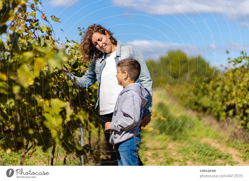 Mother and son looking grapes on a vineyard agriculture autumn backgrounds boy caucasian child childhood children confidence copy countryside europe explore