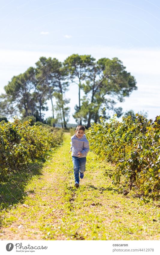 Little boy running throw a vineyard agriculture autumn baby brother care child childhood children colorful country family field food fruit fun garden grape