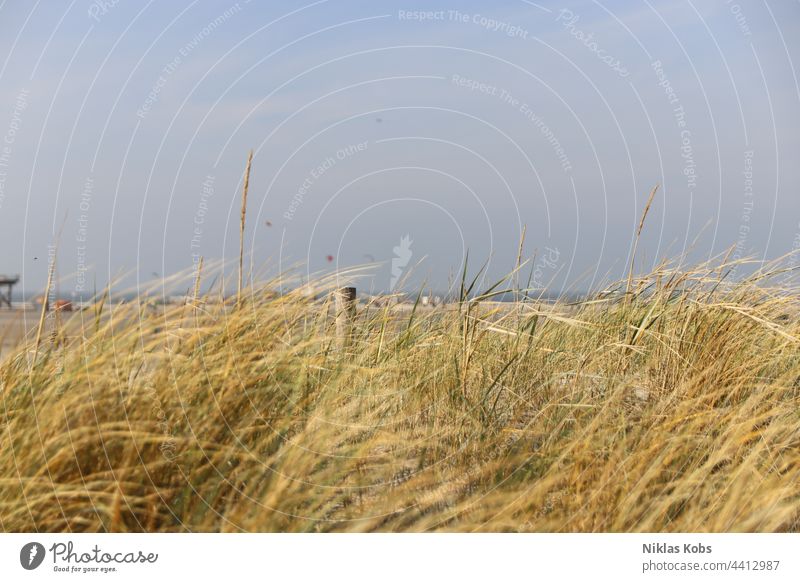 dunes Marram grass Beach Exterior shot duene Landscape Colour photo coast North Sea Vacation & Travel Nature