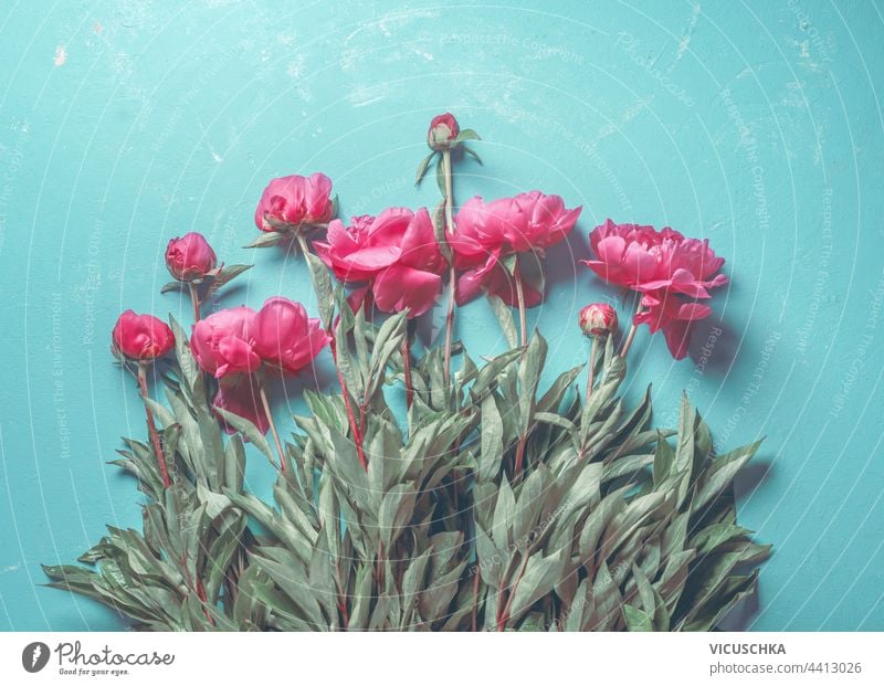 Lovely bunch on pink peonies with leaves on light blue background. View from above. Floral composition lovely floral romantic art wedding beauty pastel peony