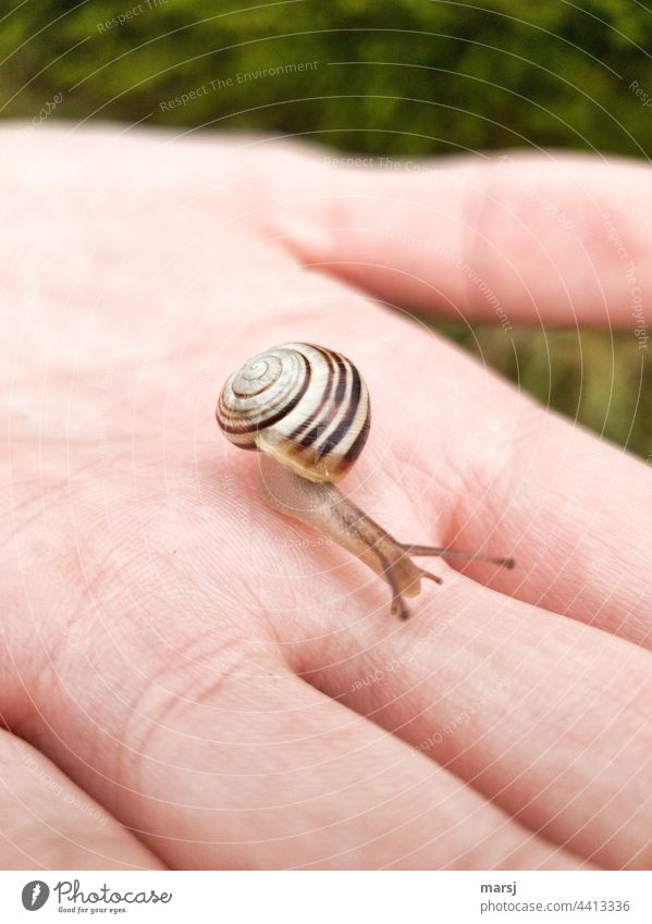 Cottage snail on child's hand Crumpet Wild animal Subdued colour Front view Observe Curiosity Cute Disgust Animal portrait 1 Baby animal Slimy Full-length