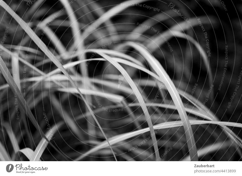 Ornamental grass forms patterns and curves in black and white Pattern Swing Plant Garden Nature black-white Close-up Gray