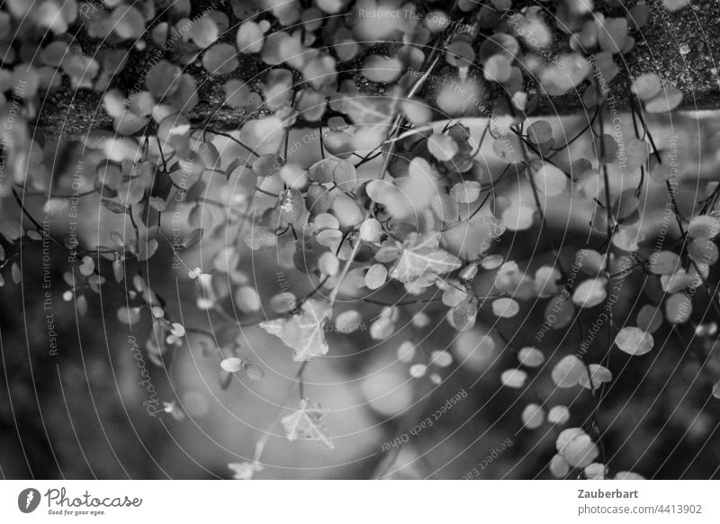 Ivy and small leaves form pattern and blur in black and white black-white Pattern Plant Garden blurriness bokeh Nature background Botany texture disheveling