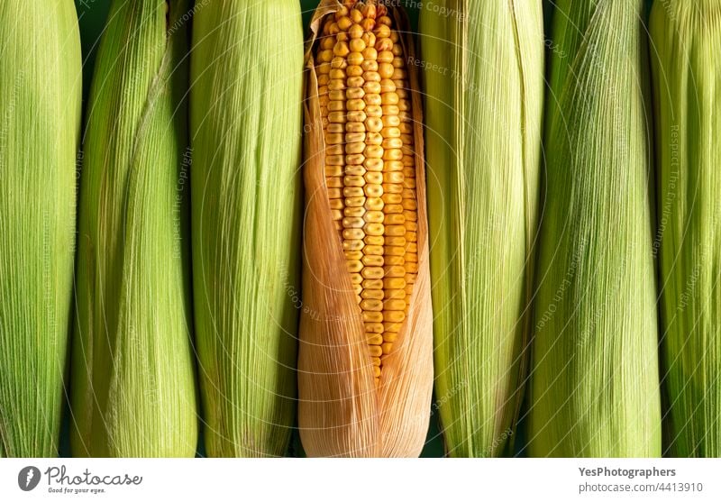 Corn background, top view. Green corn and maize aligned in a row. above agriculture arranged autumn baby cereal cob color copy space corncob crop dry ear farm