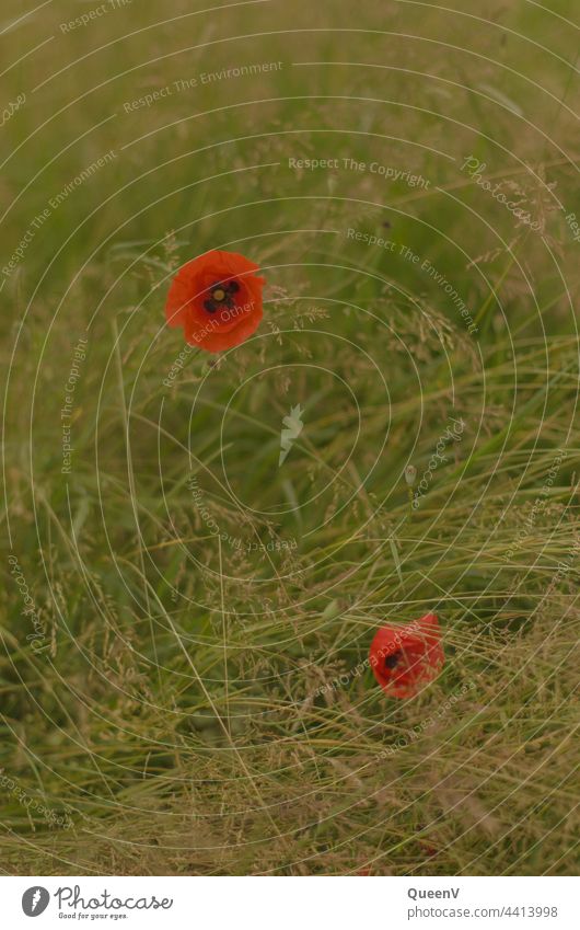 Two field poppies in one field Field poppy Poppy Red Flower Meadow Poppy blossom Corn poppy Plant Summer Nature Blossom Wild plant Environment