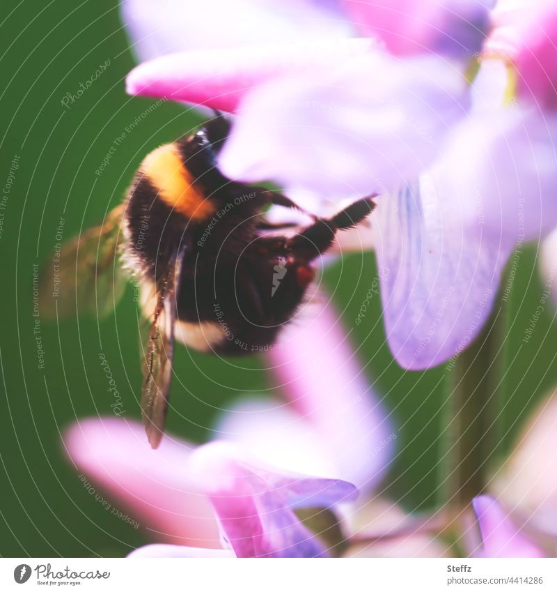 Bumblebee on a lupine flower Bumble bee Lupin Lupine flowers bomb pollinator pollination pollinating insect Nectar Search nectar collector Wolf Bean
