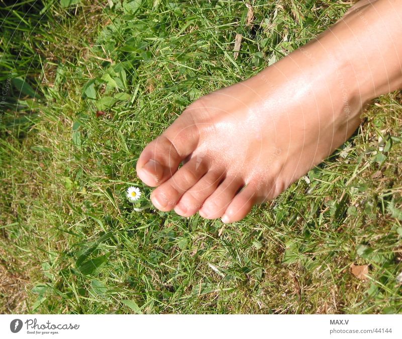 rest Break Toes Daisy Calm Grass Summer Flower Human being Feet Barefoot
