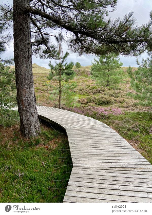 on the wood path through forest and dunes off planks boardwalk Forest dune landscape Jawbone Wood Amrum North Sea Landscape duene Relaxation hiking trail