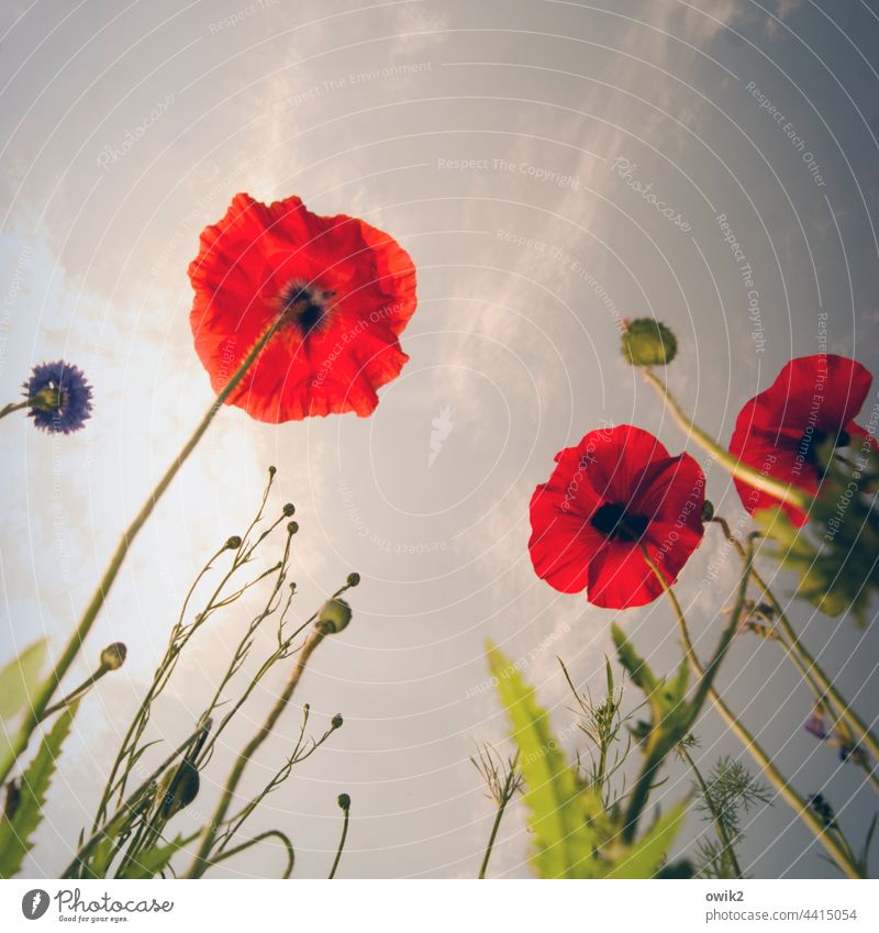 Common interests Poppy Blossom Meadow Nature Plant Flower Summer Blossoming Copy Space top Growth Deserted Shallow depth of field Colour photo Environment Red