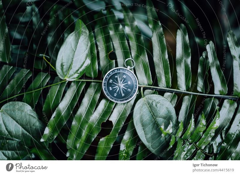 Compass among fern leaves in a tropical jungle. Adventure discovery navigation concept compass tourism travel concepts adventure green nature summer wood