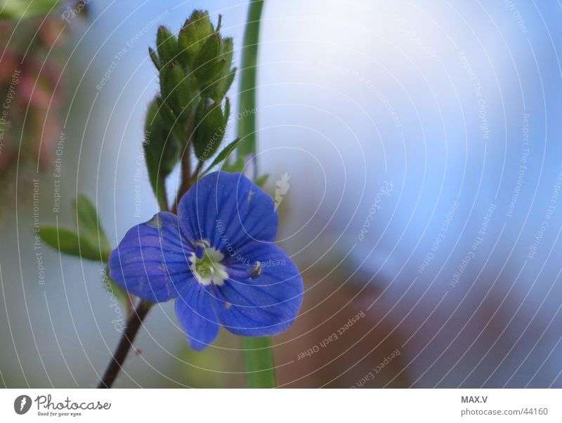 Small and beautiful Blossom Plant Blossom leave Graceful Near Bud Blur Blue