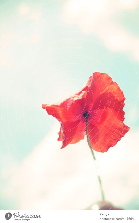 Summer in Red Plant Sky Flower Blossom Poppy Friendliness Happiness Happy Turquoise Joy Ease Airy Illuminate Bright Exterior shot Deserted Copy Space top