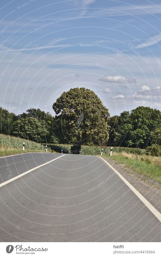empty country road curves past tree Tree Motoring Country road Rural Idyll silent Environment Nature Landscape Deserted Asphalt Beautiful weather