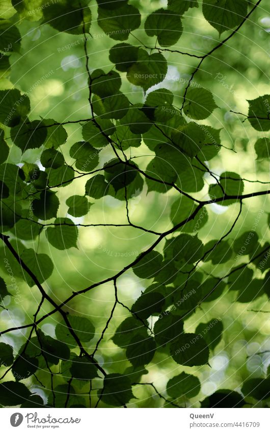Leaves of a tree seen from below Tree Leaf leaves Nature Green background Environment Forest Spring Light Fresh Summer Growth Sunlight Holiday season foliage