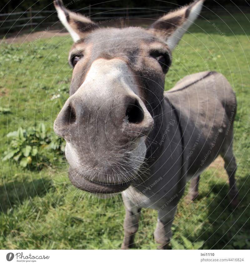 ass snout with whiskers House donkey Equus asinus asinus Donkey Farm animal Grey Bull ungulate Furstrip eel line eye contact Head ears Snout Beard hair