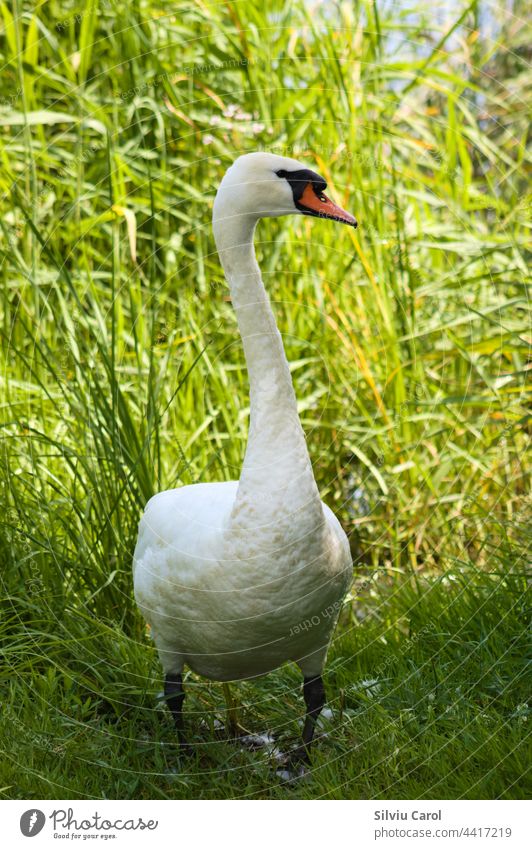 Big white swan walking on grass close-up view of cygnet bird big green 1 meadow wild summer mute swan day animal outdoors cute natural lawn field neck nature