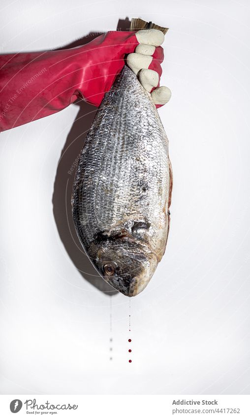 Person holding fresh raw fish whole bream dorado hand seafood uncooked ingredient culinary nutrition natural cuisine meal product gastronomy kitchen edible