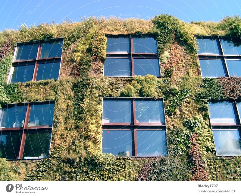 overgrown house Paris House (Residential Structure) Overgrown Green Tendril Europe city centre