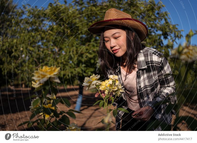 Cheerful Asian woman in lush garden with roses in countryside farmer smell flower sniff fragrant scent enjoy female ethnic asian natural fresh bloom cheerful