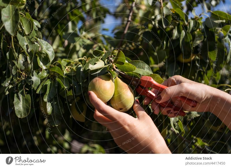 Crop woman collecting pears with pruning shears in garden farmer fruit tree countryside harvest prune pick female cultivate summer ripe tool instrument fresh