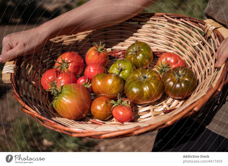 woman with harvest of tomatoes in countryside farmer collect basket ripe rural female fresh agriculture plantation field organic nature glad agronomy vegetable