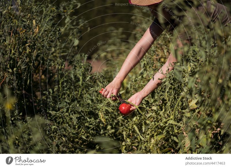 farmer picking tomatoes in garden woman harvest countryside collect agriculture female ethnic asian growth organic season vegetate cultivate ripe natural