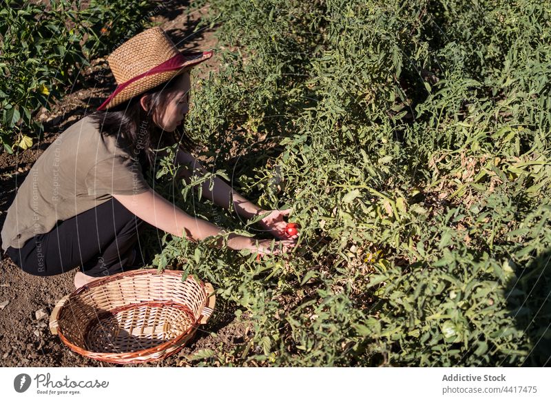 Asian farmer picking tomatoes in garden woman harvest countryside collect agriculture female ethnic asian growth organic season vegetate cultivate ripe natural