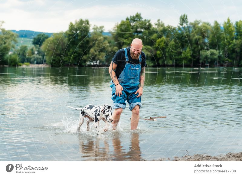 Man standing in lake and playing with dog man happy puppy water together nature summer friend great dane activity pet fun owner joy male animal shore enjoy