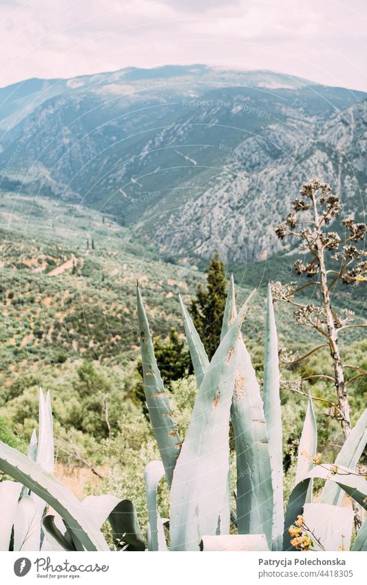 Agave plants by the valley at Delphi, Greece Plant Landscape mountains Nature