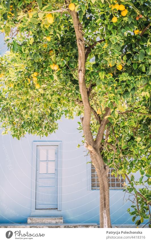 Lemon tree in front of a blue house Tree Lemons Blue Architecture Greece Greek Door Summer