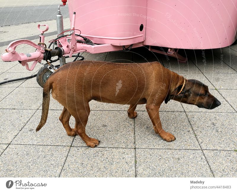 Big dog with short fur in submissive and fearful posture in front of a snack stand in bright pink at the Street Food Festival in Detmold in East Westphalia-Lippe, Germany