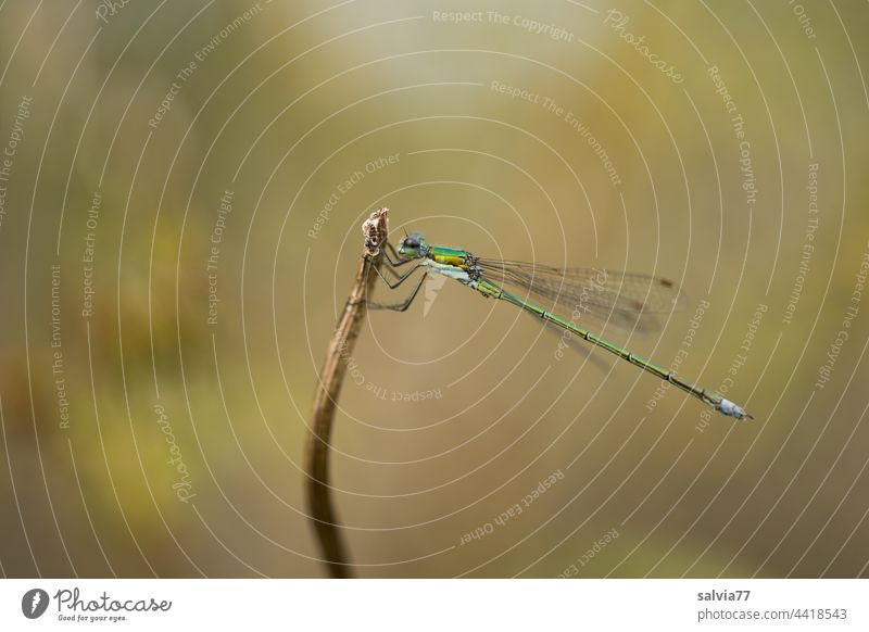 perfect posture Dragonfly Damselfly Insect Grand piano Animal 1 Nature Shallow depth of field Dragonfly wing Copy Space top Sit Exterior shot Close-up