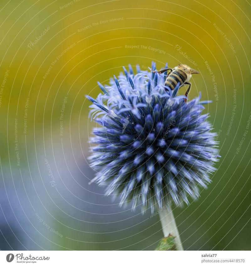 blue and prickly globe thistle Bee Thorny Flower Blue Yellow Blossom Nature Summer Macro (Extreme close-up) Nectar Garden Plant Fragrance Blossoming Honey bee