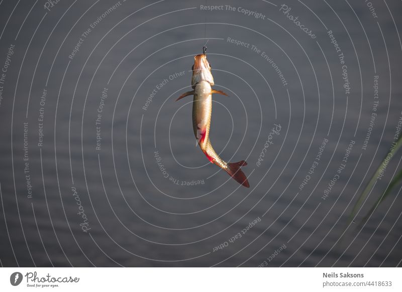 common roach on hook. Fishing with fishing rod. Fish on blurred background. fishing  line - a Royalty Free Stock Photo from Photocase