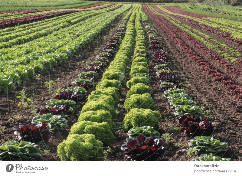 Salad rows in the field Lettuce Lettuce heads Field Green Plant Vegetable Food Growth Fresh Nature Agriculture Farm Organic Healthy Harvest naturally Leaf
