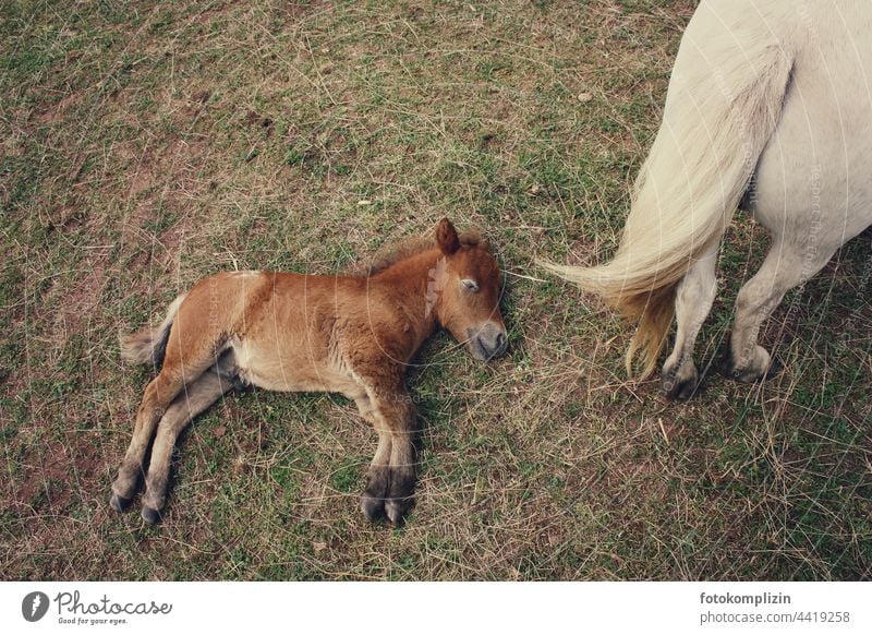 Pony foal on the pasture floor pony foals Foal Bangs ponies tired exhausted Wild Iceland ponies rest chill Mother mother and child cute Small youthful hurtful