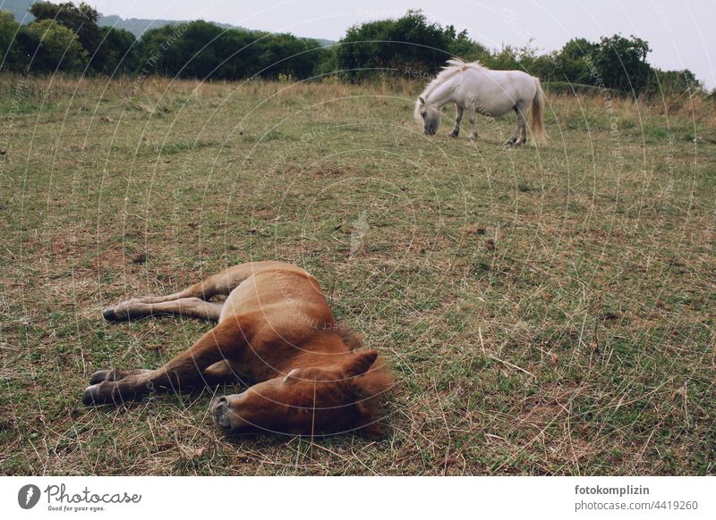 Pony with resting foal on the pasture Bangs Foal Baby animal Willow tree Meadow graze Lie Animal Horse exhausted tired Farm animal pony foals Animal portrait