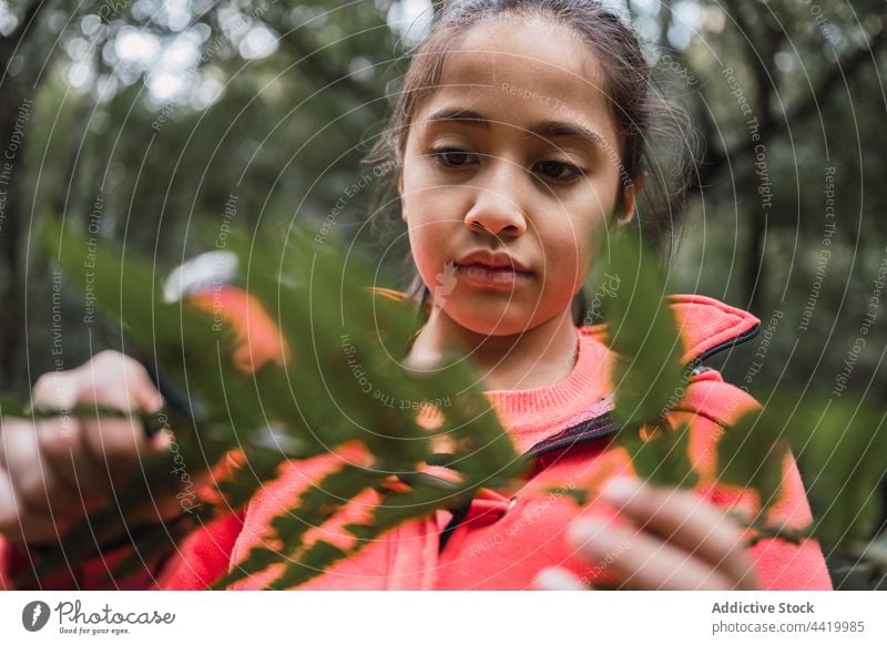 Ethnic girl with magnifier exploring forest in daytime magnifying glass fern show explore investigate explain attentive childhood woods loupe study leaf find