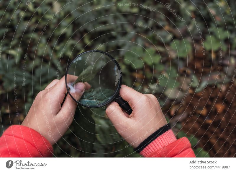 Anonymous ethnic girl with magnifier exploring forest in daytime magnifying glass fern show explore investigate explain attentive childhood woods loupe study