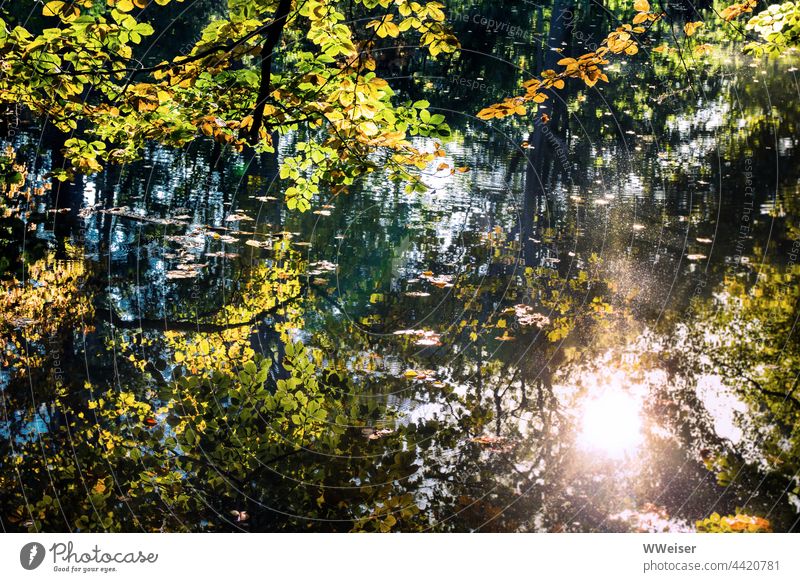 Slowly it becomes autumn and the low sun reflects between the branches in the old pond Water Sun Light reflection leaves Leaf Autumnal September October warm