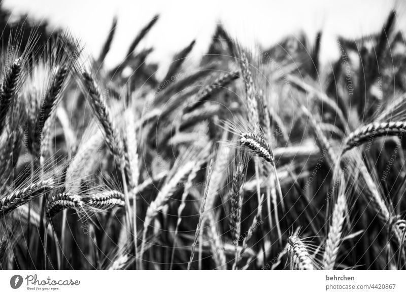elixir of life spike Field Grain Summer Grain field Barley Rye Agriculture Cornfield Ear of corn Agricultural crop Deserted Harvest Nature idyllically Wheat